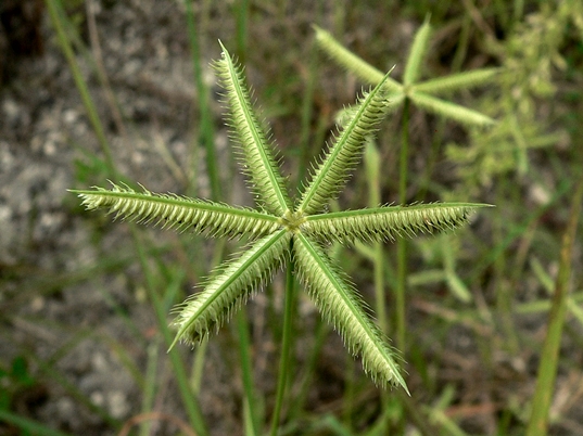 {Dactyloctenium aegyptium}